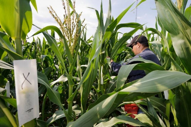 UW–Madison researchers study the genetic traits of the corn plant for potential use as biomass fuel