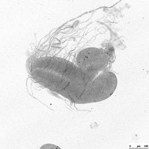Microscope image of the small male larval brain of a hybrid of two fruit fly species