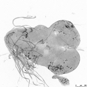 a male hybrid fruit fly that normally would have died in its larval stage