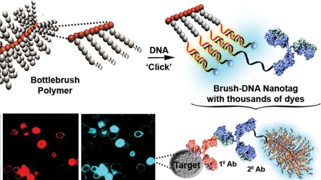 The brighter probes will allow scientists to detect very low levels of protein expressed in cells