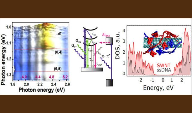 How DNA “bends” without breaking under UV radiation