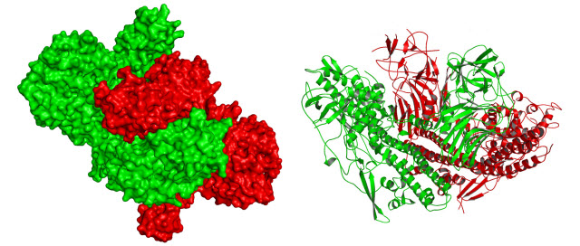 3D atomic-level views of botulinum neurotoxin type E (green) and the associated protein (red)