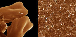 Chicken feet and skin-cells