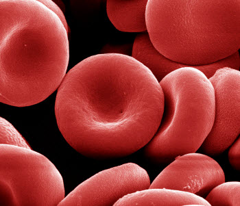 red blood cells