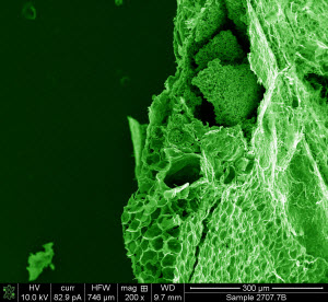 carbonized spleen