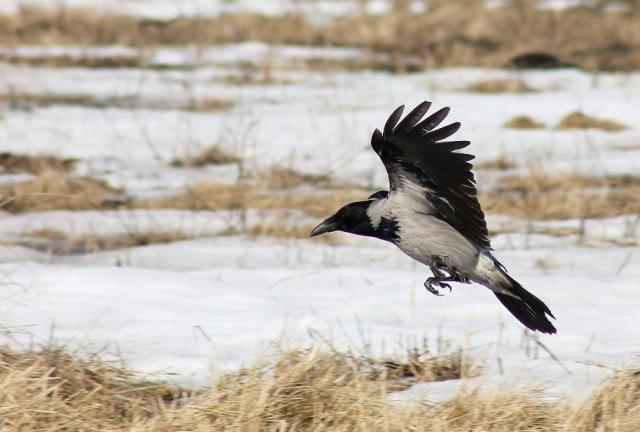 Crow