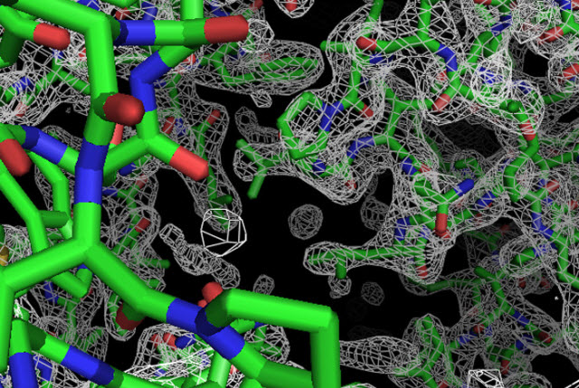 cysZ protein