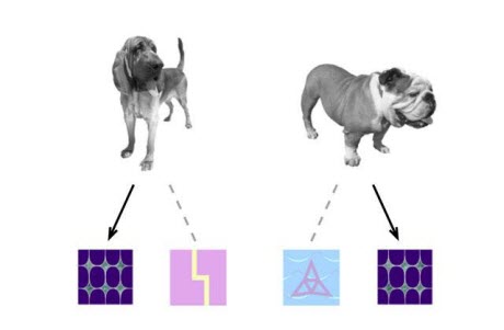 dog diagram