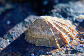 limpet