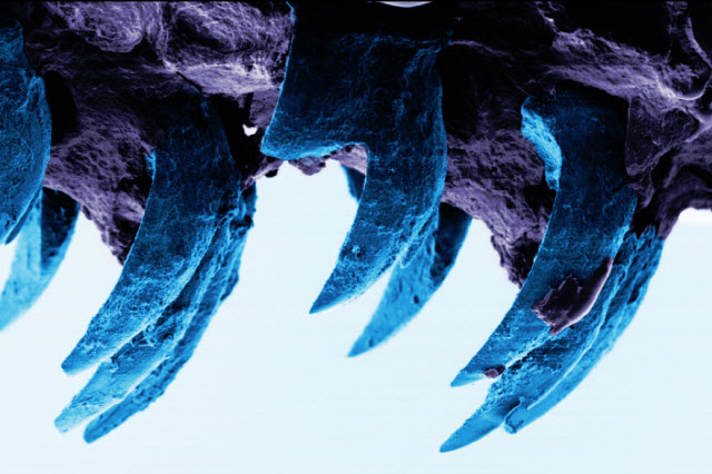 microscope image of limpet teeth