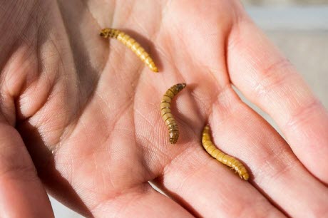 mealworms