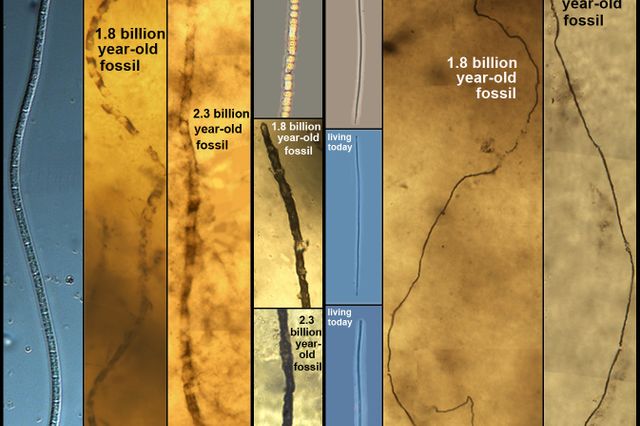 Deep-sea microorganisms diagram