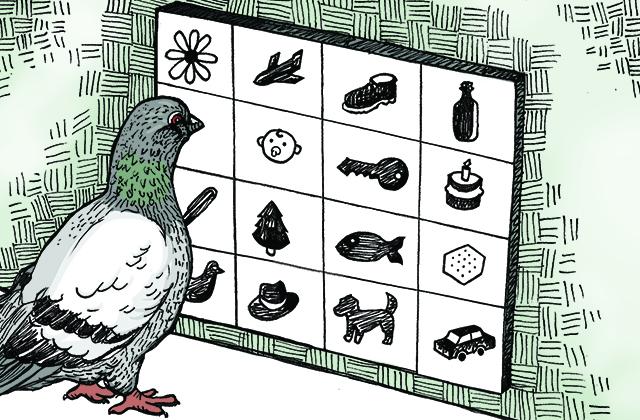 pigeon