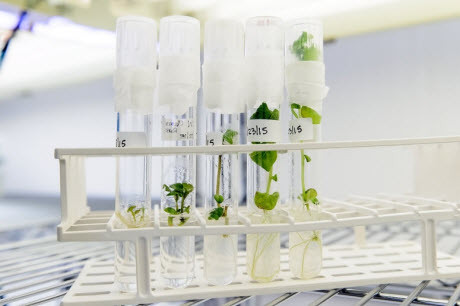 The Wisconsin Seed Potato Certification Program grows potato plants in test tubes