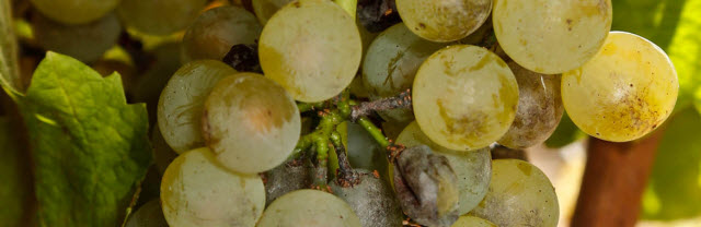 grapes