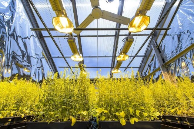 Flats of the rapid-cycling Brassica plant are housed in a greenhouse of the Wisconsin Fast Plants Program in the Biotron Laboratory at the University of Wisconsin–Madison