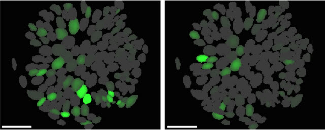 neurons
