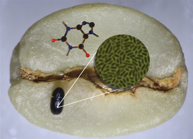 coffee berry borer diagram