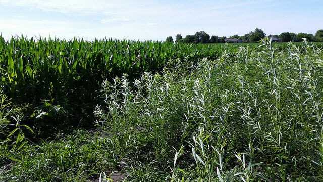 crops