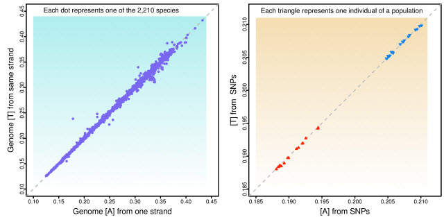 genetic patterns graph