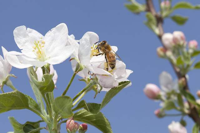 Honey bee