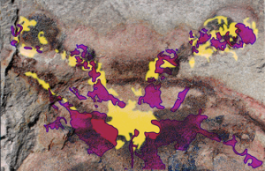 Tracings of two newly discovered fossilized brains are superimposed upon the original Fuxianhuia protensa sample from 2012