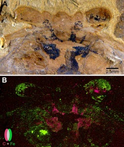 fossil scans