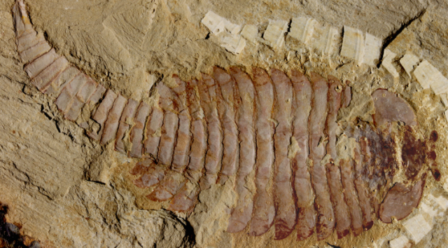 The original 520-million-year-old Fuxianhuia protensa specimen from the Chenjiang fossil beds