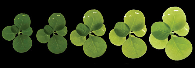 Programmable plants: Synthetic biologists pave way for making genetic circuits