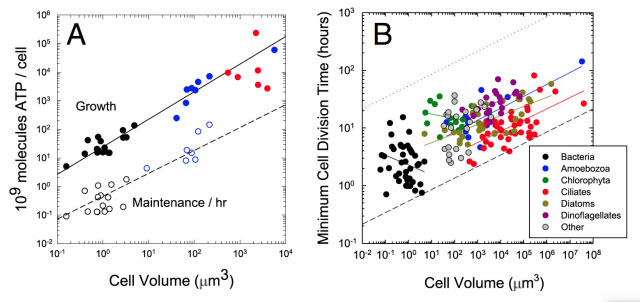 The study found that energy consumption grew linearly with cell volume