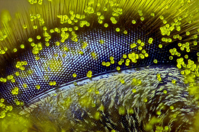MICROSCOPIC HONEY BEE EYE WINS 2015 NIKON SMALL WORLD TOP PRIZE