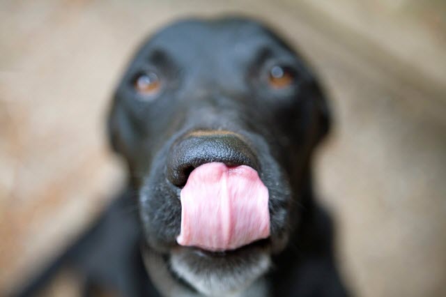 Study sheds light on relationship between stimuli and delayed rewards, explaining why Pavlov's dogs learned to drool when they heard a bell