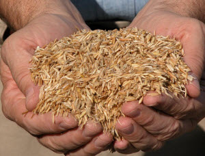 The study examined the practices at the UI Power Plant, where technicians have burned a mix of oat hulls and coal for more than a decade